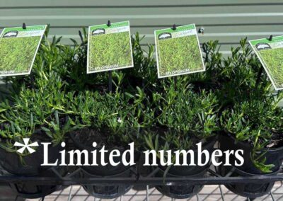 Myoporum Mallee Carpet 140mm