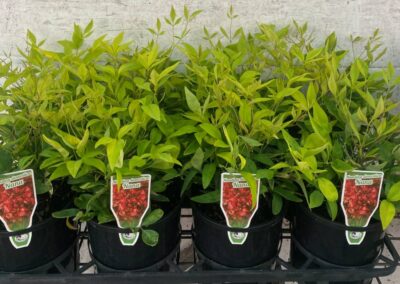 Nandina Domestica Nana 140mm