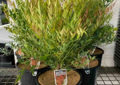 Nandina Moon Bay 200mm