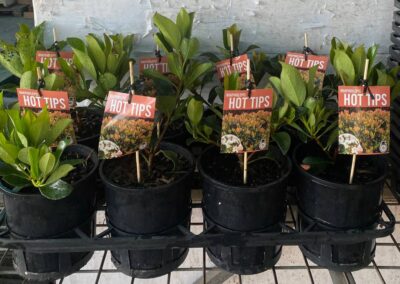 Rhaphiolepis Hot Tips 140mm