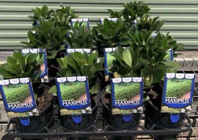 Rhaphiolepis Maximus 140mm