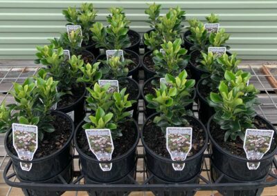 Rhaphiolepis Snow Maiden 140mm