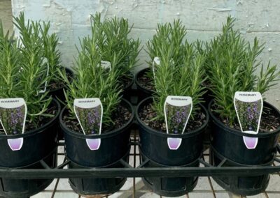 Rosemary Officianalis 140mm