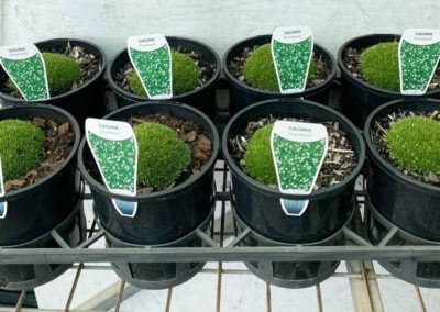 Sagina Subulata 140mm