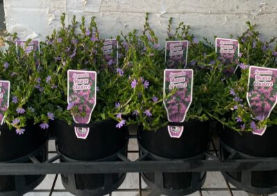 Scaevola Mauve Cluster 140mm