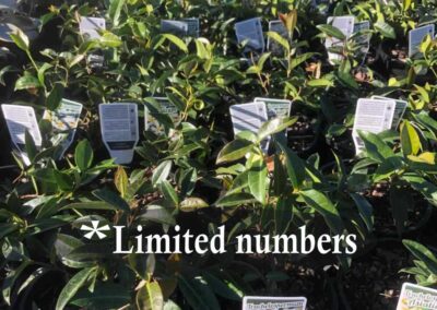 Trachelospermum asiaticum 140mm