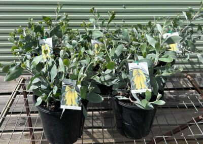 Acacia Sterling Silver 250mm