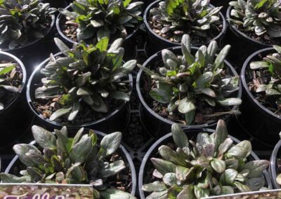 Ajuga Tuff n Tidy 140mm