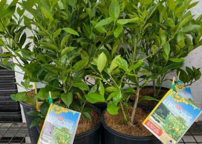 Citrus Lemonicious 200mm