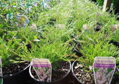 Coleonema Dwarf Pink 140mm