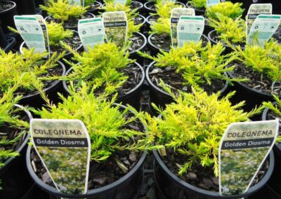 Coleonema Gold Diosma 140mm