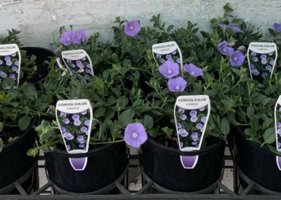 Convolvulus Sabatius 140mm