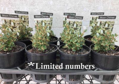 Correa Moon Chimes 140mm