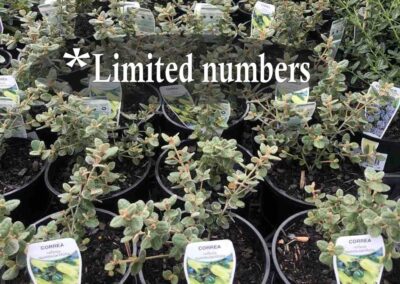 Correa nummularifolia 140mm