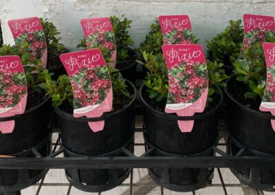 Escallonia Pink Pixie 140mm