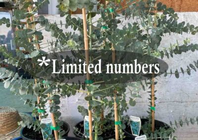 Eucalyptus Baby Blue 200mm