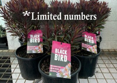 Euphorbia Blackbird 200mm