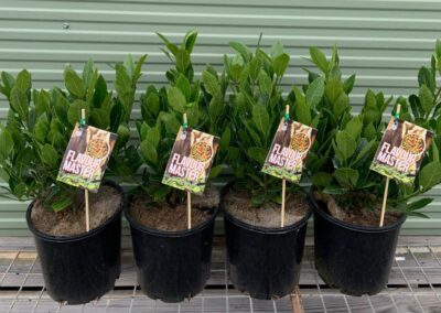 Laurus Flavour Master 200mm