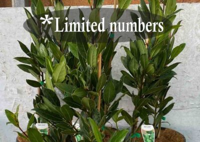 Laurus nobilis 200mm
