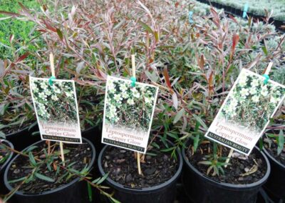 Leptospermum Copper Glow 140mm