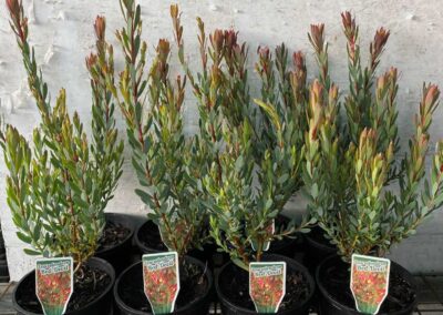 Leucadendron Red Devil 140mm