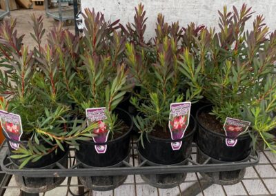 Leucadendron Strawberries & Cream 140mm
