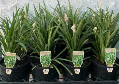 Liriope Monroe White 140mm