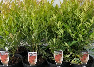 Nandina Moon Bay 140mm