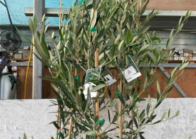 Olive New Norcia Mission 200mm