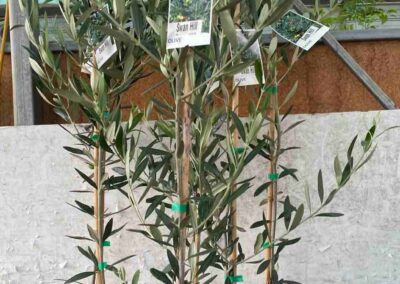 Olive Swan Hill 200mm