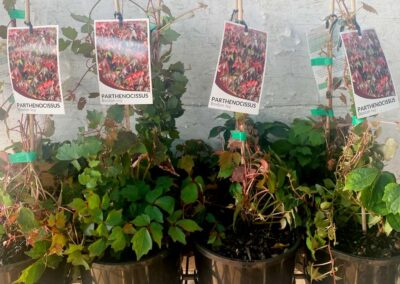 Parthenocissus Tricuspidata 140mm