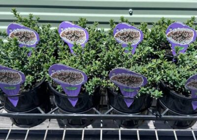 Philotheca Cascade of Stars 140mm