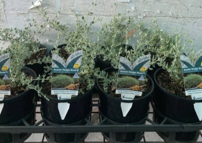 Rhagodia Aussie Hedge Bush 140mm