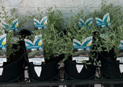 Rhagodia Aussie Flat Bush 140mm