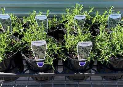 Rosemary Prostrate 140mm