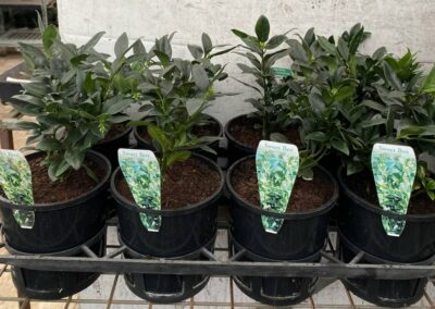 Sarcococca Sweet Box 140mm