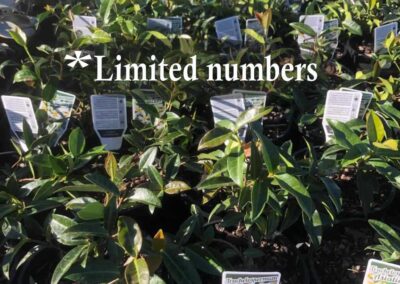 Trachelospermum asiaticum 140mm