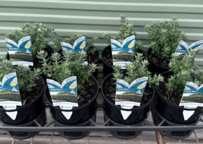 Westringia Grey Box 140mm