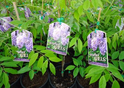 Wisteria Amethyst Falls 140mm