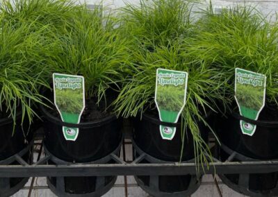 Acacia Limelight 140mm