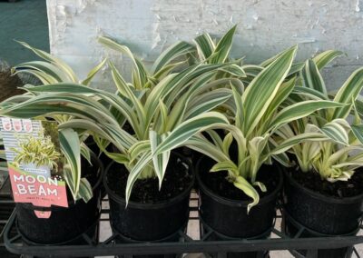 Arthropodium Moon Beam 140mm