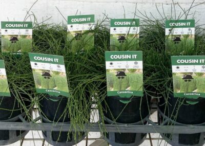 Casuarina Cousin It 140mm