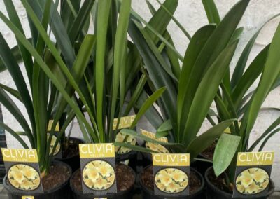 Clivia Yellow 140mm