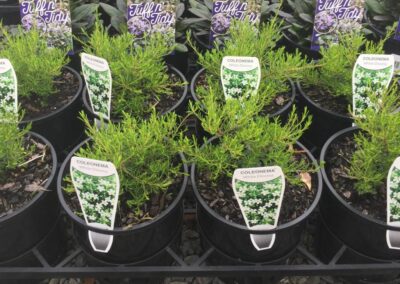 Coleonema White 140mm