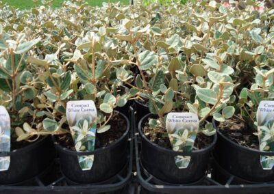 Correa Alba Compact 140mm