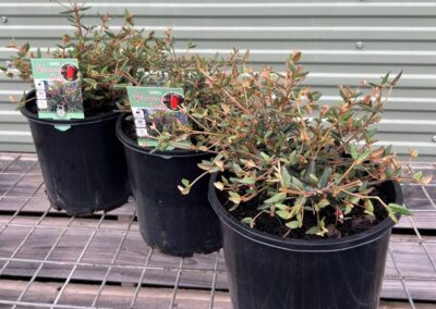 Correa Bloomin' Early 200mm