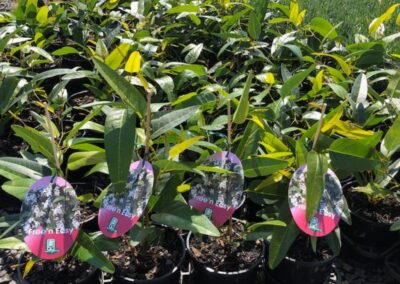 Hardenbergia Free n Easy 140mm