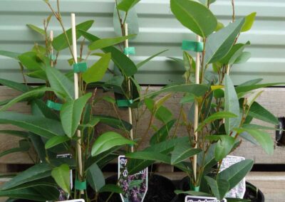 Hardenbergia Happy Wanderer 140mm