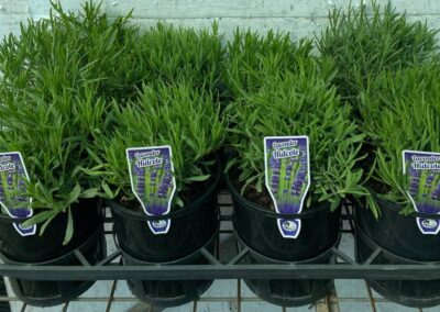 Lavender Hidcote 140mm