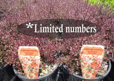 Leptospermum nana rubrum 140mm